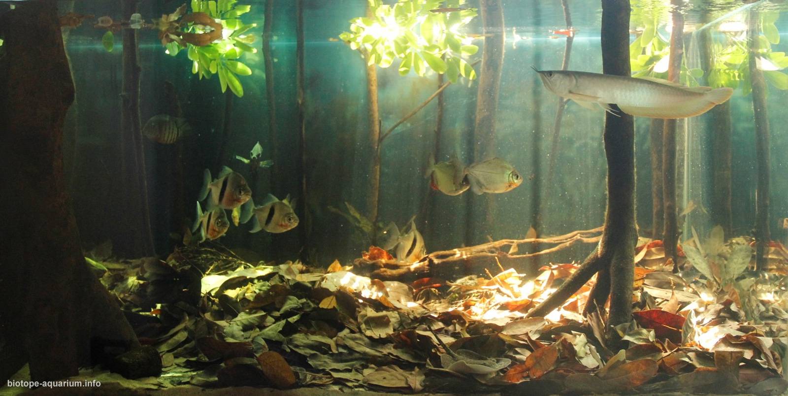 巴西亚马逊中游洪泛森林 原生缸造景 18年第44名