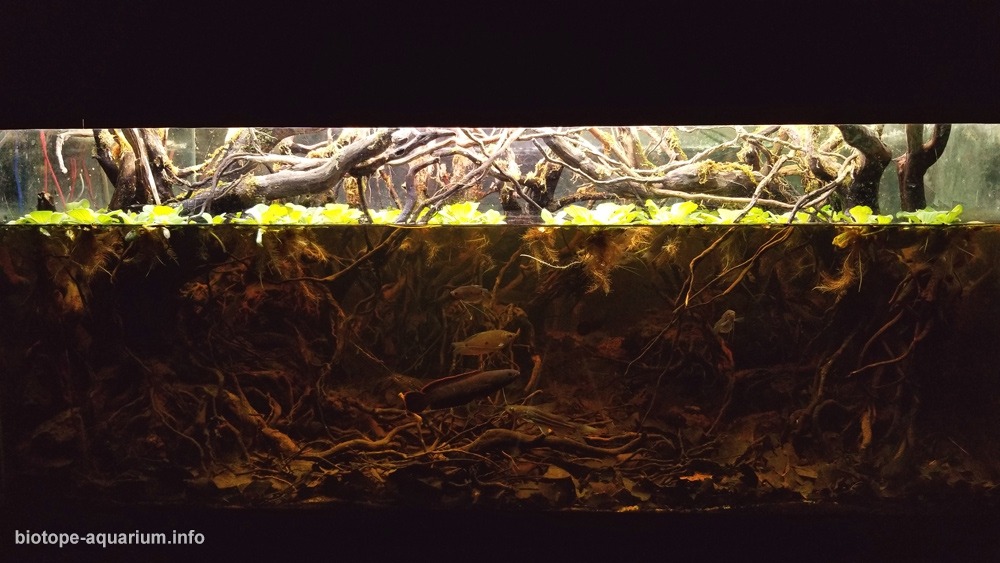 越南安江特拉苏森林 原生缸造景 18年第5名