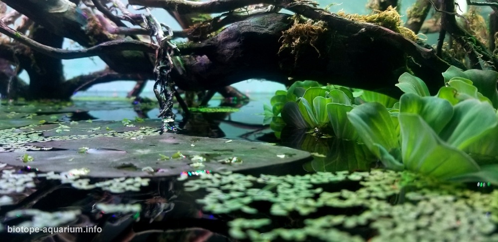 越南安江特拉苏森林 原生缸造景 18年第5名