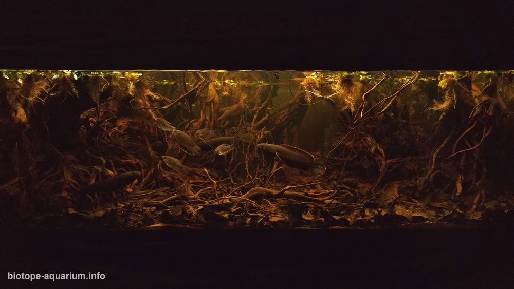 越南安江特拉苏森林 原生缸造景 18年第5名