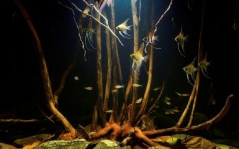 塔帕若斯河支流回水湾（巴西圣塔伦附近） 原生缸造景 20年第64名
