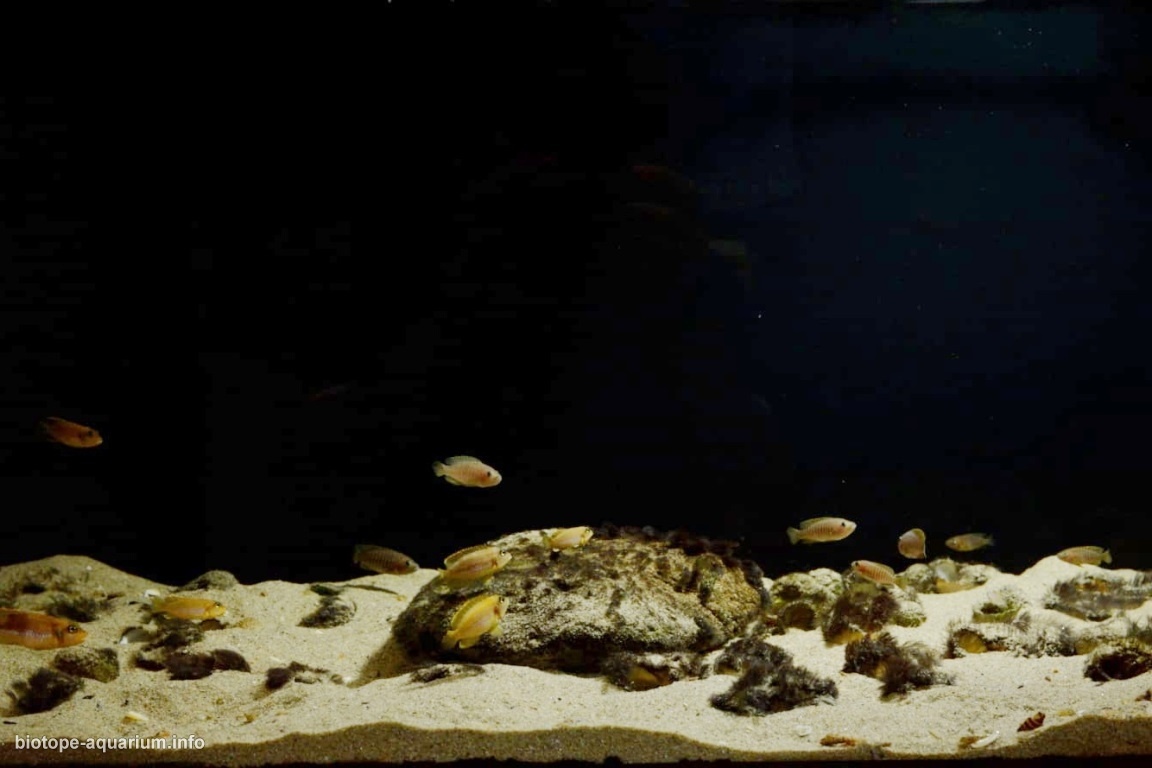 恩多莱湾沙质沉积底(坦噶尼喀湖,赞比亚)原生缸 原生缸造景 20年第66名
