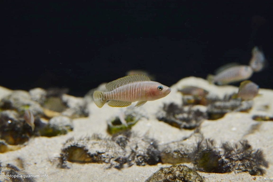 恩多莱湾沙质沉积底(坦噶尼喀湖,赞比亚)原生缸 原生缸造景 20年第66名