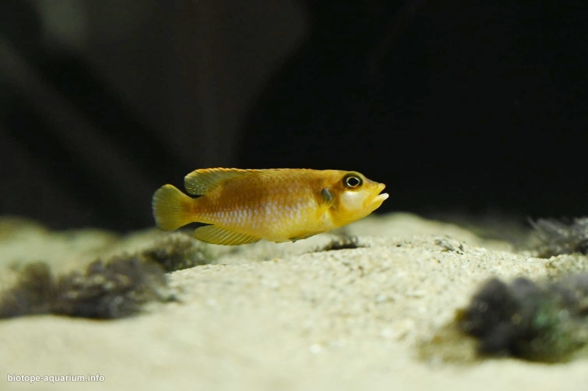 恩多莱湾沙质沉积底(坦噶尼喀湖,赞比亚)原生缸 原生缸造景 20年第66名