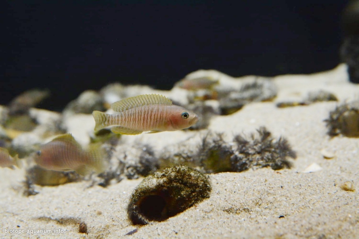 恩多莱湾沙质沉积底(坦噶尼喀湖,赞比亚)原生缸 原生缸造景 20年第66名
