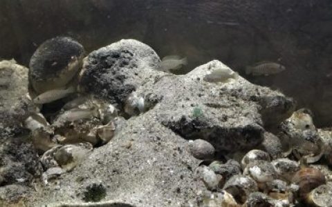 恩孔布拉岛（姆比特岛）多纹新亮丽鲷（九间贝）原生缸 原生缸造景 20年第66名