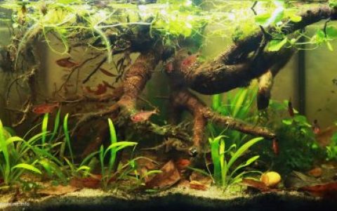 巴西马托格罗索州潘塔纳尔湿地萨洛布拉河原生缸 原生缸造景 20年第69名