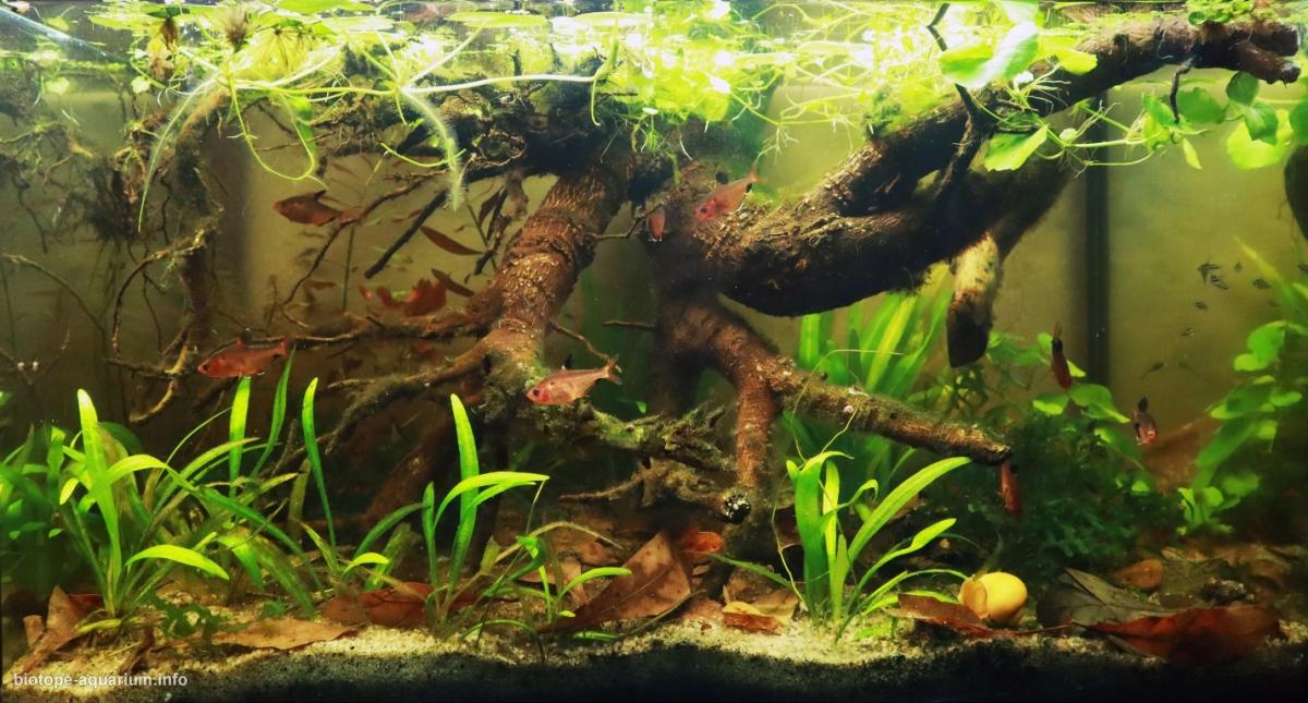 巴西马托格罗索州潘塔纳尔湿地萨洛布拉河原生缸 原生缸造景 20年第69名