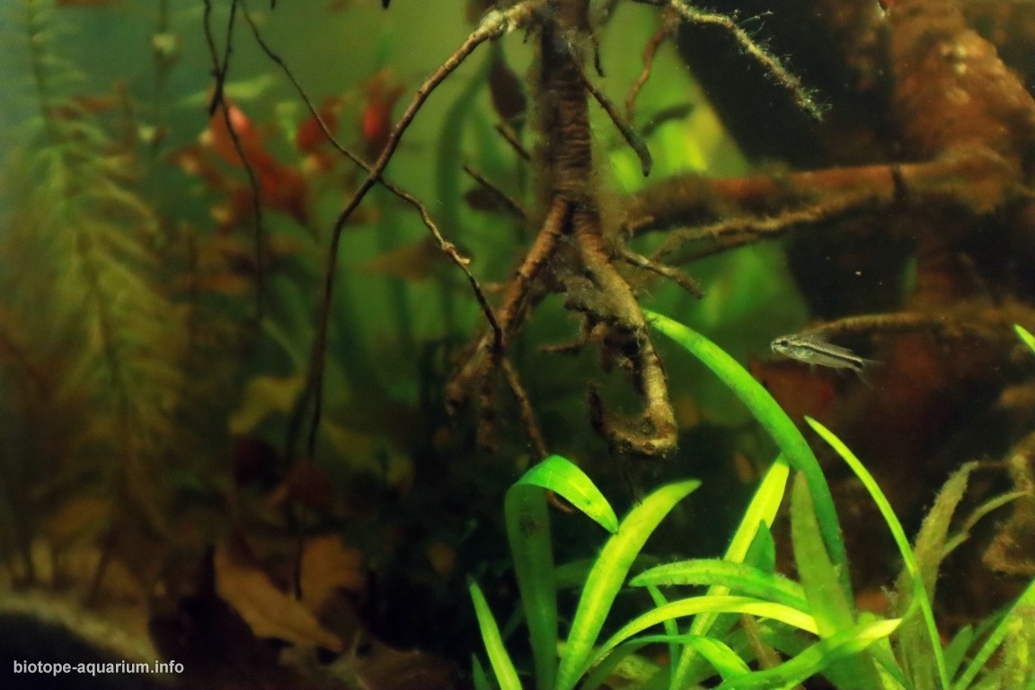 巴西马托格罗索州潘塔纳尔湿地萨洛布拉河原生缸 原生缸造景 20年第69名