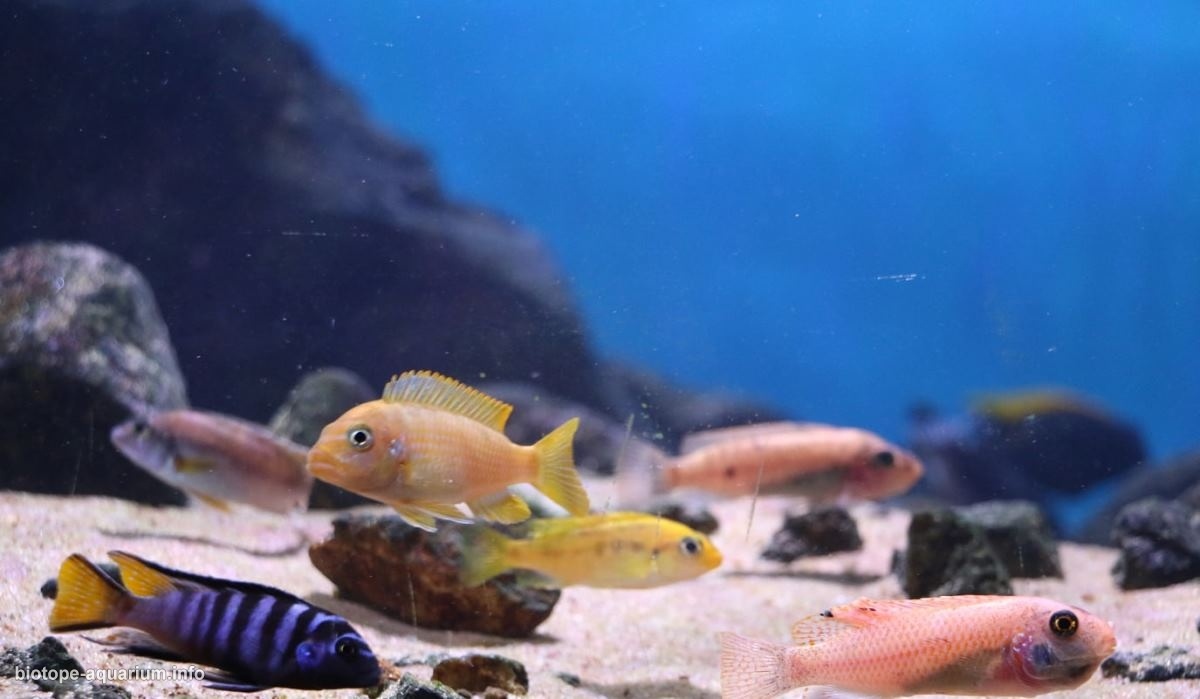 马拉维湖奇伦巴港岩礁生境原生缸 原生缸造景 20年第70名