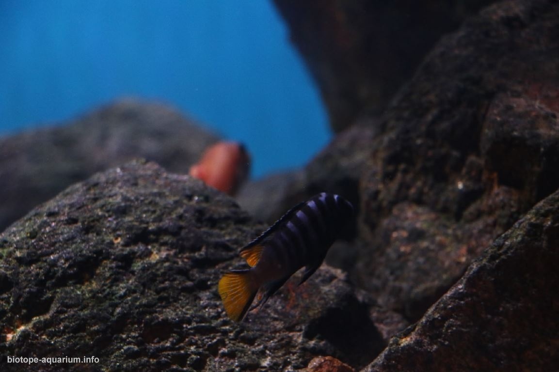 马拉维湖奇伦巴港岩礁生境原生缸 原生缸造景 20年第70名