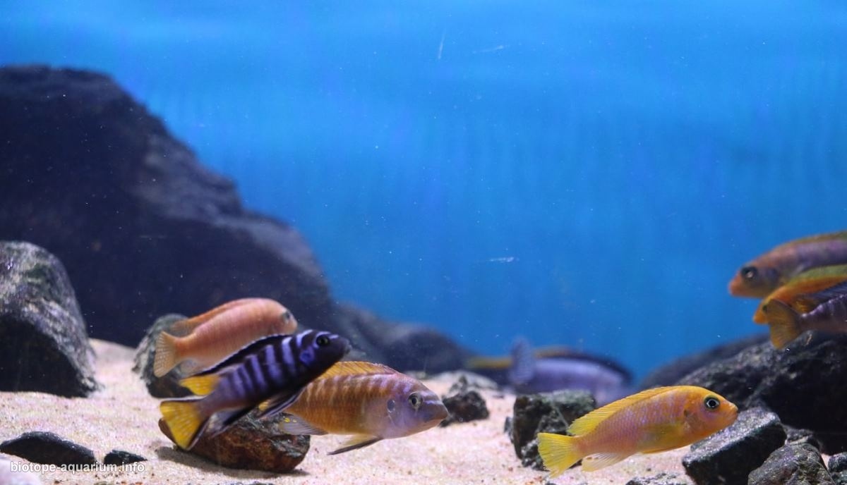马拉维湖奇伦巴港岩礁生境原生缸 原生缸造景 20年第70名