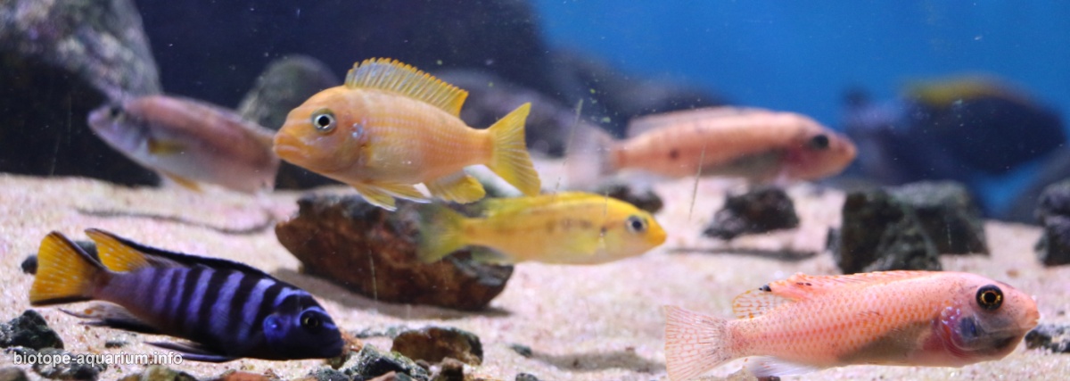 马拉维湖奇伦巴港岩礁生境原生缸 原生缸造景 20年第70名