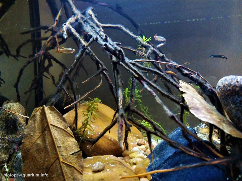 海南琼中红顶山缓流沿海溪流原生缸 原生缸造景 20年第73名