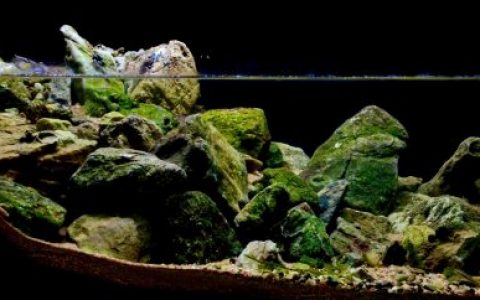 山东烟台入海口附近潮池原生缸 原生缸造景 20年第74名