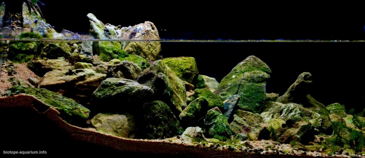 山东烟台入海口附近潮池原生缸 原生缸造景 20年第74名