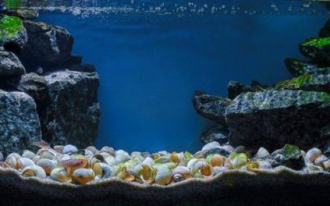 坦噶尼喀湖宗圭以南原生缸 原生缸造景 20年第75名