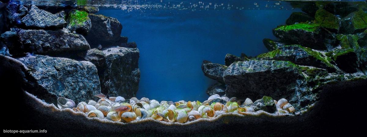 坦噶尼喀湖宗圭以南原生缸 原生缸造景 20年第75名