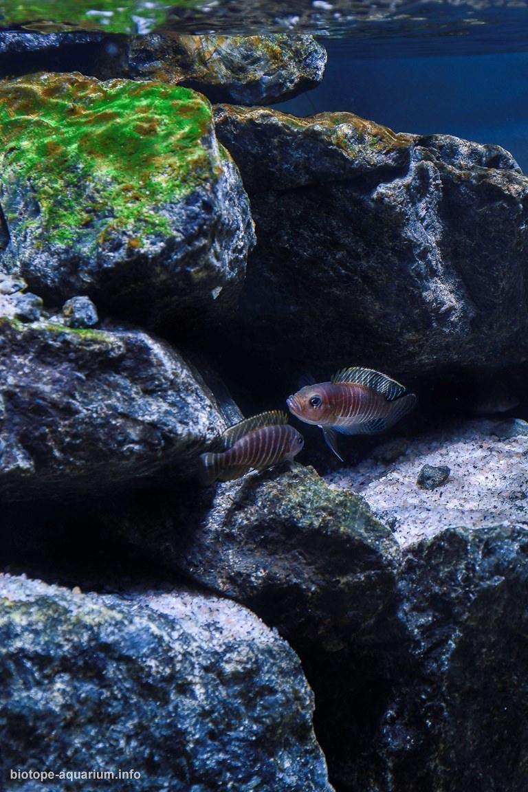 坦噶尼喀湖宗圭以南原生缸 原生缸造景 20年第75名