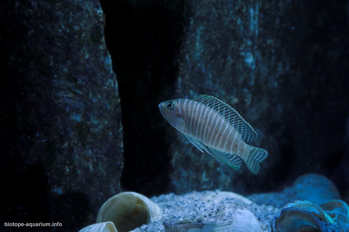 坦噶尼喀湖宗圭以南原生缸 原生缸造景 20年第75名