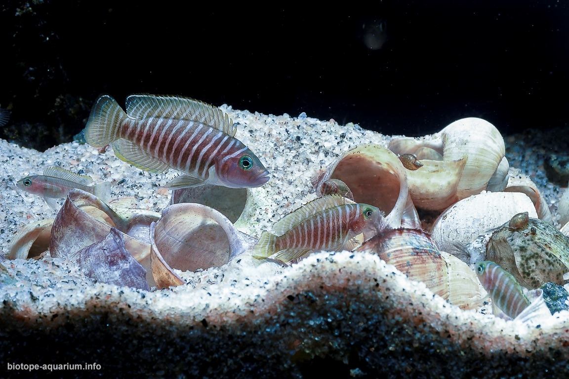 坦噶尼喀湖宗圭以南原生缸 原生缸造景 20年第75名
