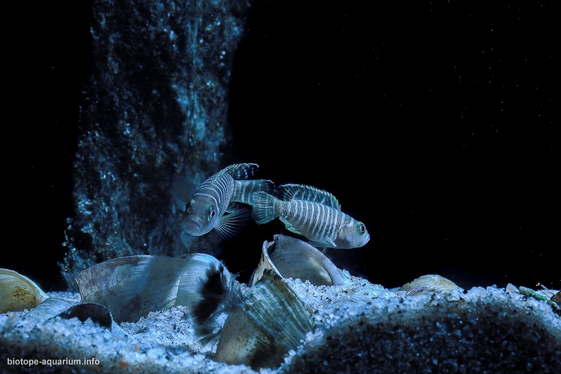 坦噶尼喀湖宗圭以南原生缸 原生缸造景 20年第75名