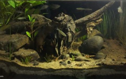中爪哇帕蒂 Silugonggo 河岸原生缸 原生缸造景 20年第77名