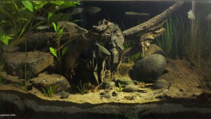 中爪哇帕蒂 Silugonggo 河岸原生缸 原生缸造景 20年第77名