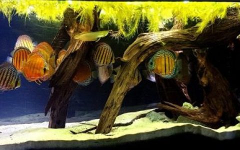 巴西帕拉州波多莫茨 Xingu 河右岸支流原生缸 原生缸造景 20年第78名