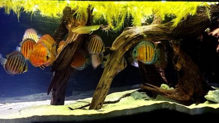 巴西帕拉州波多莫茨 Xingu 河右岸支流原生缸 原生缸造景 20年第78名