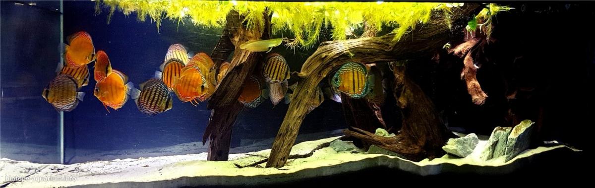 巴西帕拉州波多莫茨 Xingu 河右岸支流原生缸 原生缸造景 20年第78名
