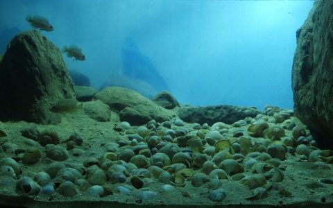 坦桑尼亚卡博戈角 坦噶尼喀湖岩岸 原生缸造景 18年第7名