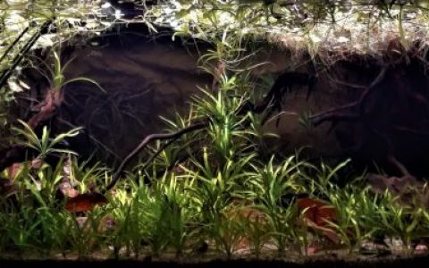 巴玻边境上 Rio Guaporé（Itenez）河原生缸 原生缸造景 20年第80名