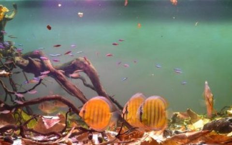 巴西亚马逊 Rio Jutaí 原生缸 原生缸造景 20年第81名