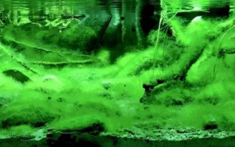 山东泰山北麓山泉原生缸 原生缸造景 20年第82名