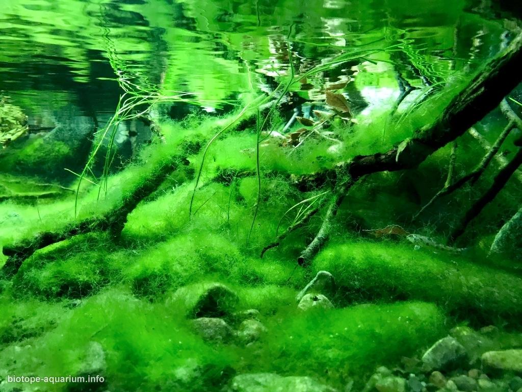 山东泰山北麓山泉原生缸 原生缸造景 20年第82名