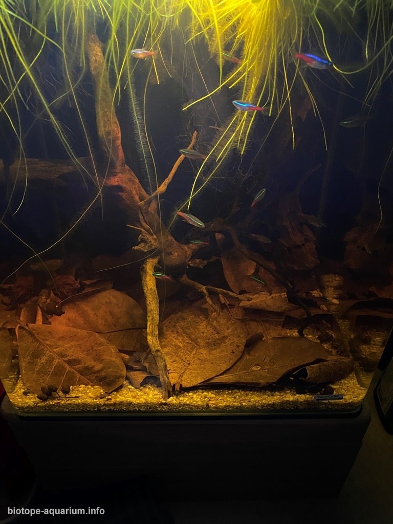 哥伦比亚 Rio Bita 流域浅溪(caños)原生缸 原生缸造景 20年第82名