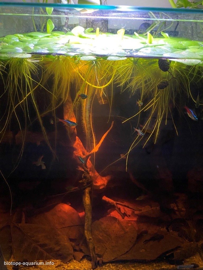 哥伦比亚 Rio Bita 流域浅溪(caños)原生缸 原生缸造景 20年第82名