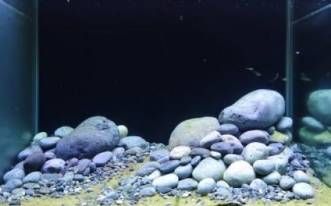 墨西哥瓦斯特卡科阿库尔科河原生缸 原生缸造景 20年第84名