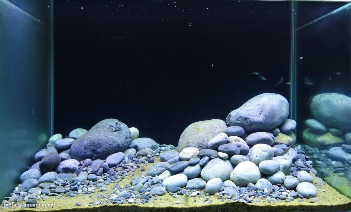 墨西哥瓦斯特卡科阿库尔科河原生缸 原生缸造景 20年第84名