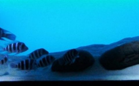 刚果（金）基通巴坦噶尼喀湖深岩沉积生境原生缸 原生缸造景 20年第85名