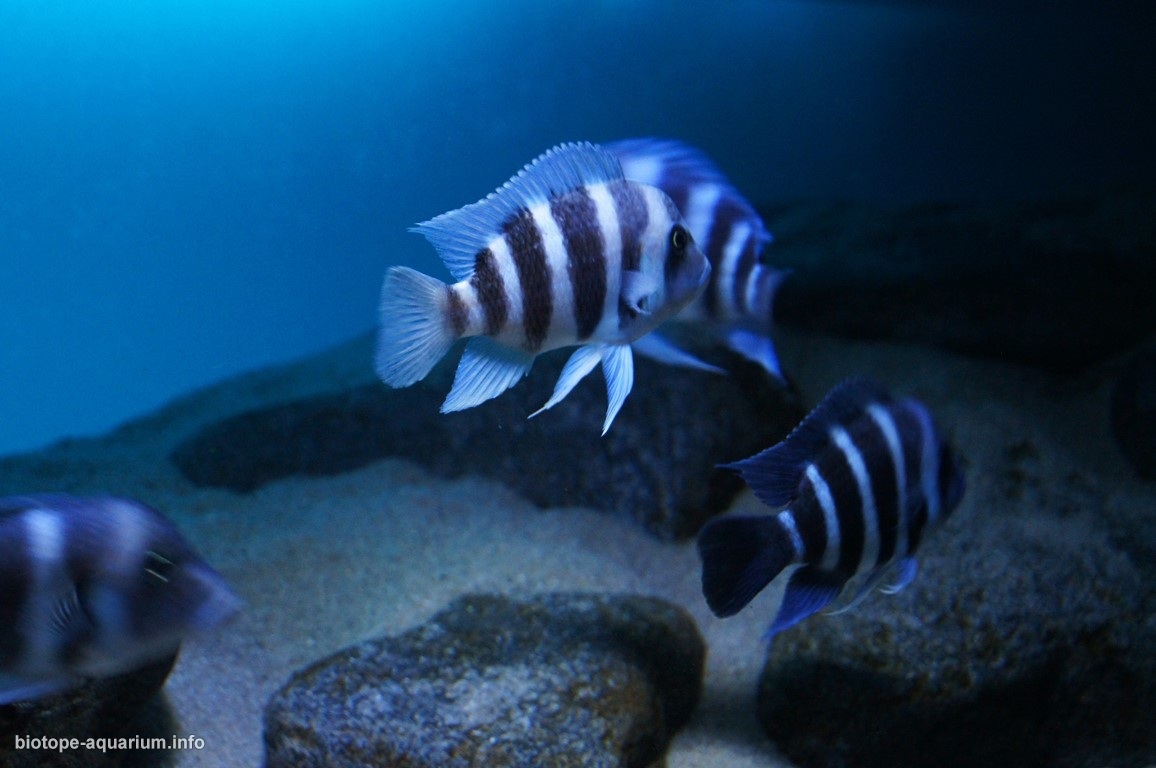 刚果（金）基通巴坦噶尼喀湖深岩沉积生境原生缸 原生缸造景 20年第85名