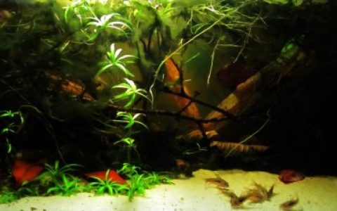 巴拉圭黑河国家公园三巨人站鼠鱼原生缸 原生缸造景 20年第86名