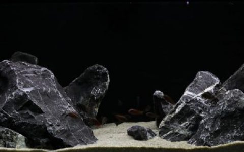 刚果（金）莫利罗飞地坦噶尼喀湖原生缸 原生缸造景 20年第87名