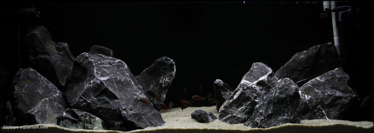 刚果(金)莫利罗飞地坦噶尼喀湖原生缸 原生缸造景 20年第87名