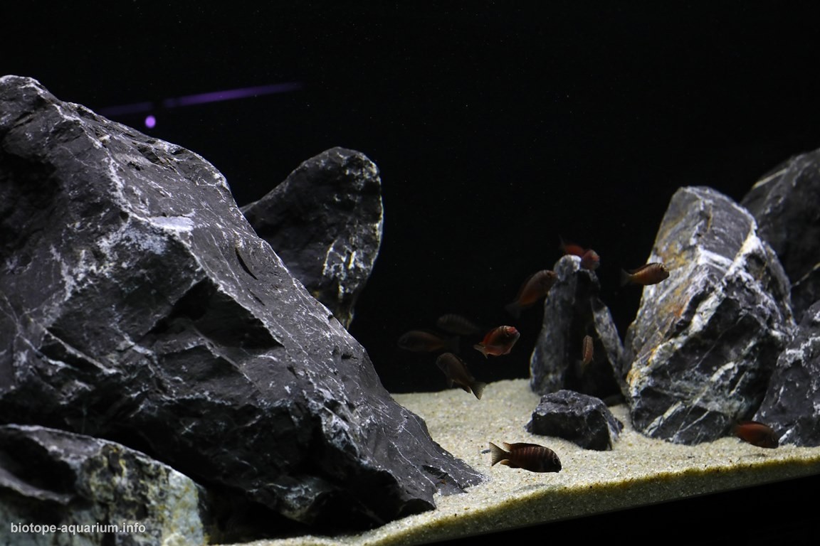 刚果(金)莫利罗飞地坦噶尼喀湖原生缸 原生缸造景 20年第87名