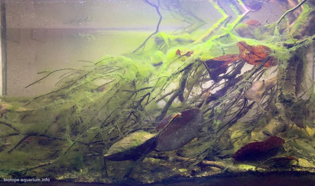 斯里兰卡辛哈拉贾雨林卡卢河小林溪原生缸 原生缸造景 20年第88名