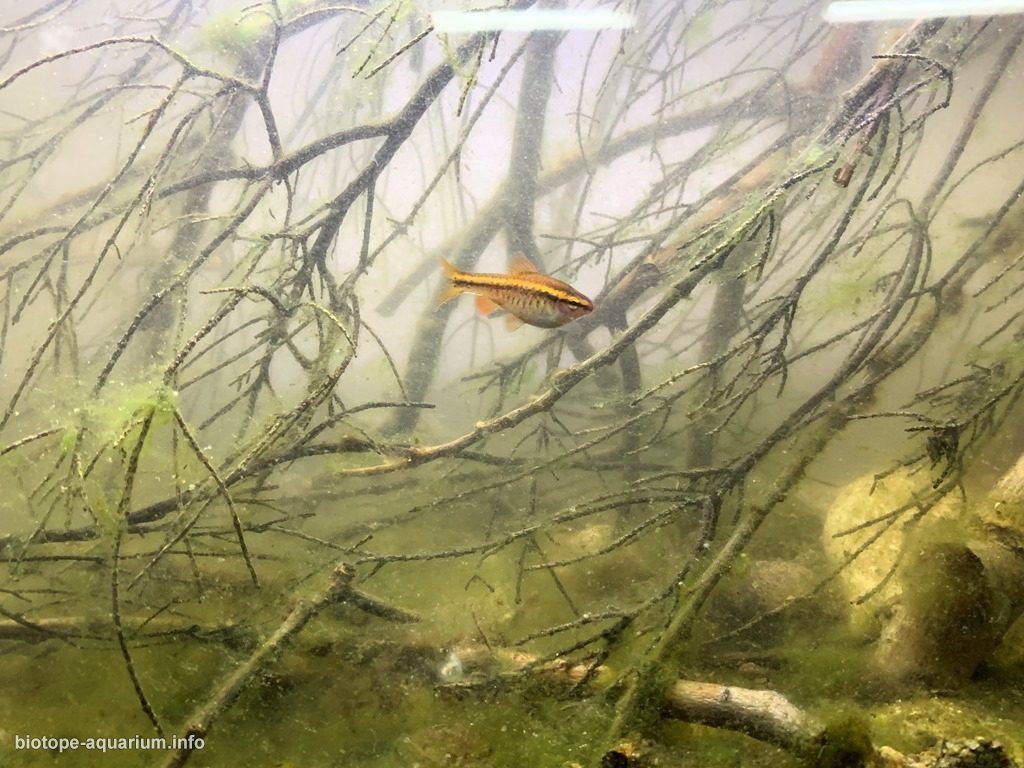 斯里兰卡辛哈拉贾雨林卡卢河小林溪原生缸 原生缸造景 20年第88名