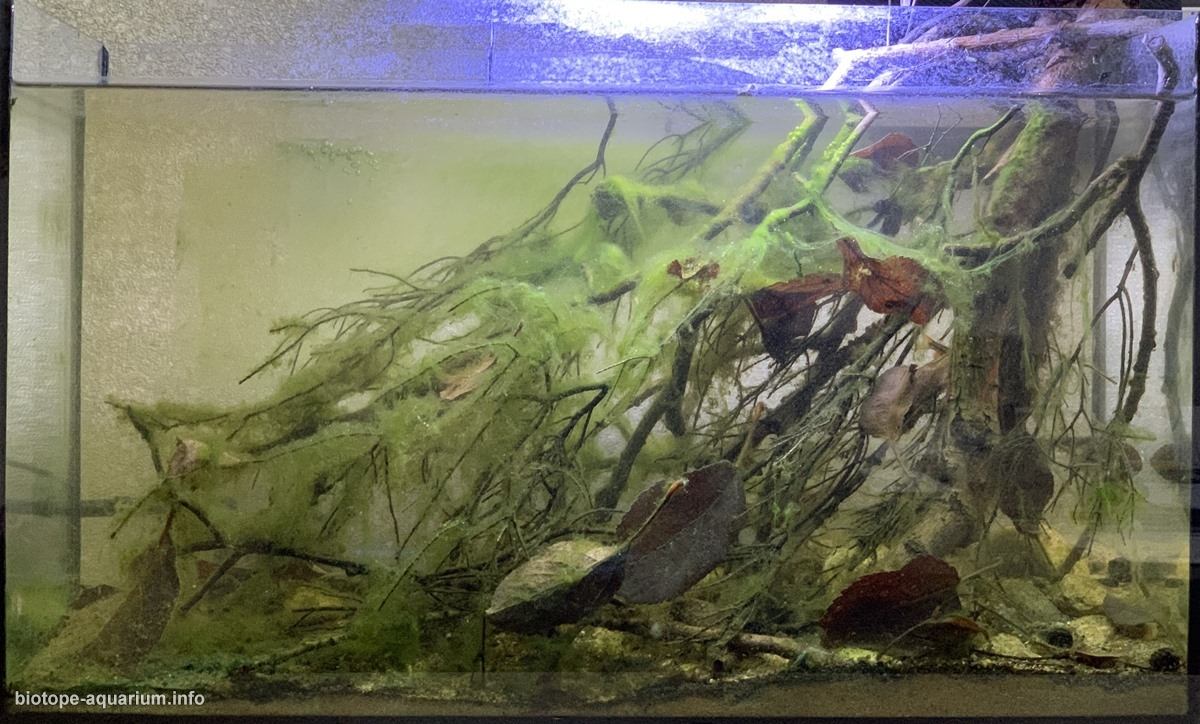斯里兰卡辛哈拉贾雨林卡卢河小林溪原生缸 原生缸造景 20年第88名