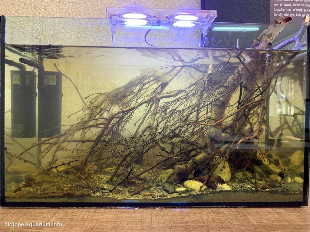 斯里兰卡辛哈拉贾雨林卡卢河小林溪原生缸 原生缸造景 20年第88名